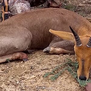 Mountain Reedbuck Hunting South Africa