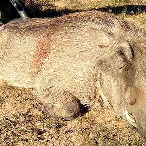 Warthog Hunt South Africa