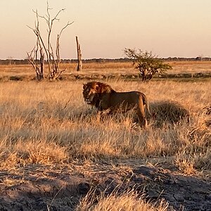 Lion Wildlife Botswana