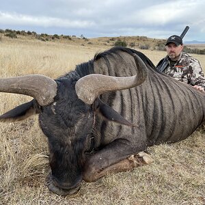 Blue Wildebeest Hunting Eastern Cape South Africa