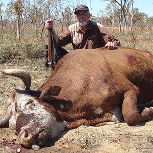 Wild Red Bull Hunt Eastern Arnhemland  Australia