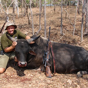 Wild Bull Hunt Murwangi Outstation Arafura Swamp Australia