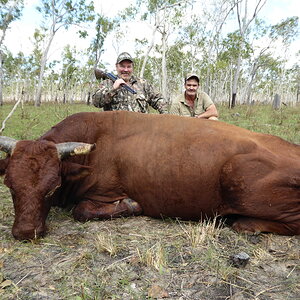 Hunting Red Bull East Arhemland Australia