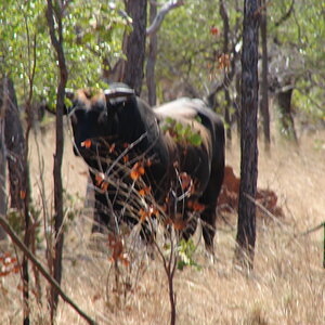 Arnhem Land Wild Red Bull Wildlife Australia