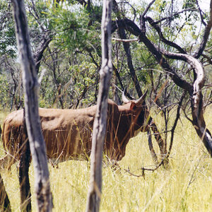 Wild Red Bull Wildlife Australia