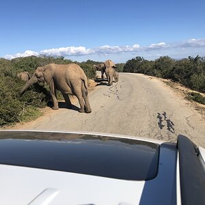 Elephant Wildlife Eastern Cape South Africa