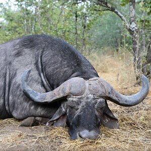 Zimbabwe Buffalo Hunt