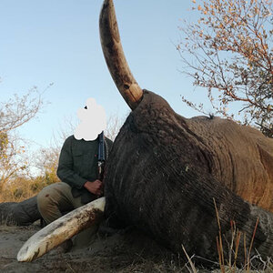 Elephant Hunt Botswana