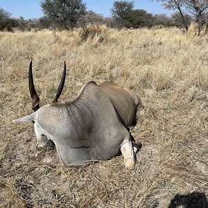 Eland Hunting Botswana