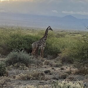 Giraffe Tanzania Wildlife