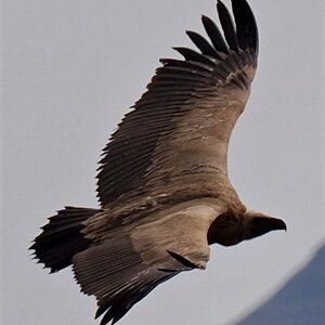 Cape Vulture South Africa