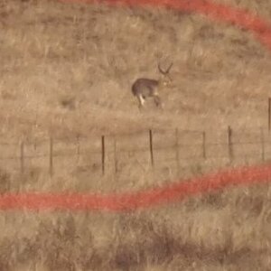 Reedbuck South Africa