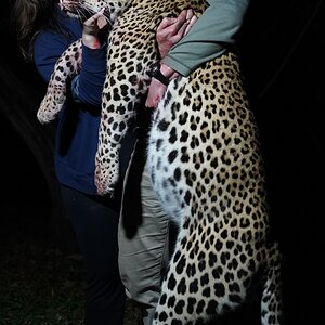 Leopard Zimbabwe