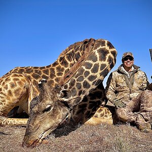 Giraffe Hunting South Africa