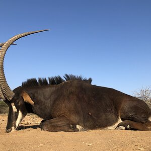 Sable Hunting South Africa