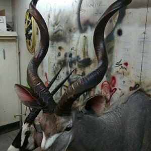 Kudu Shoulder Mount Taxidermy