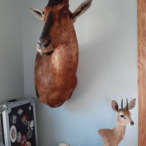 Red Hartebeest Wall Pedestal Mount Taxidermy