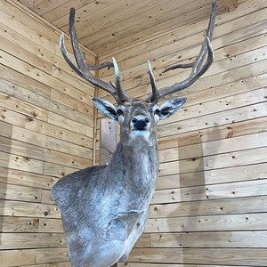 Fallow Deer Shoulder Mount Taxidermy