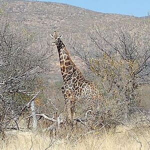 Giraffe Limpopo