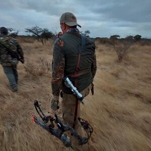 Tracking Buffalo Cow For Bow Hunt Limpopo