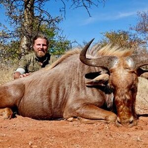 Golden Wildebeest Hunting Limpopo South Africa