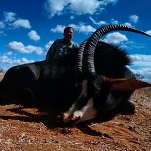 Sable Hunting Limpopo South Africa