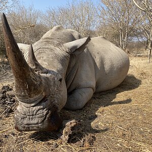 23 Inch Rhino Hunt South Africa