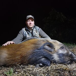 Bushpig Hunt Eastern Cape South Africa