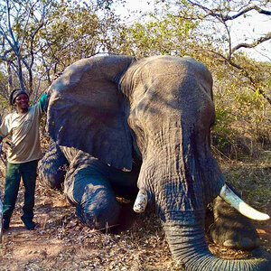 Botswana Elephant Hunt
