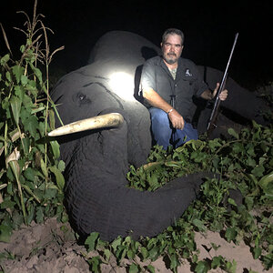 Elephant Hunting Zimbabwe