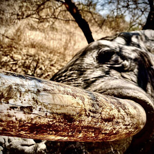 Elephant Hunting Zimbabwe