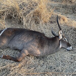 Waterbuck