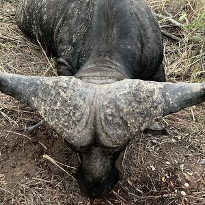 Buffalo Hunt Zimbabwe