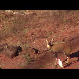 Copper Chobe Bushbuck Zimbabwe