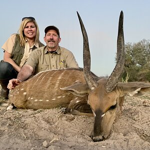 Bushbuck Hunt Zimbabwe