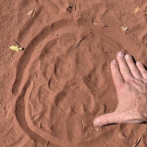 Lion Track Zimbabwe