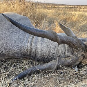 Eland Hunt Namibia