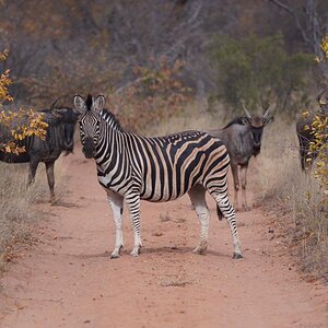 Burchell's Plain Zebra & Blue Wildebeest South Africa