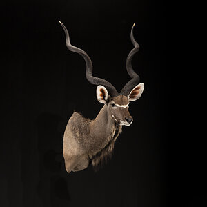 Kudu Shoulder Mount Taxidermy