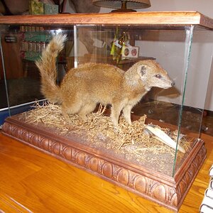 Yellow Mongoose Full Mount Taxidermy