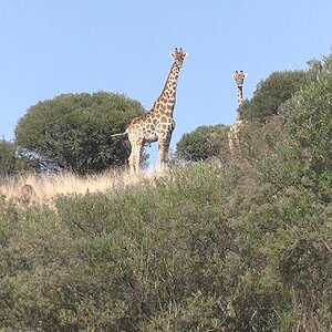 Giraffe South Africa