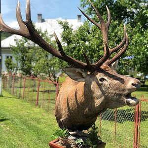 Red Stag Pedestal Mount Taxidermy