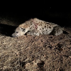 Spotted Hyena Hunt South Africa