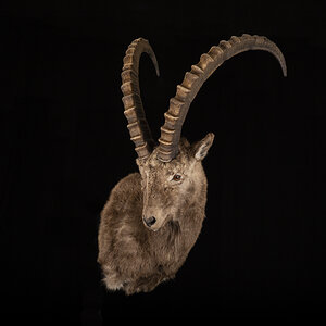 Alpine Ibex Shoulder Mount Taxidermy