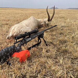 White Blesbok Hunt Free State South Africa