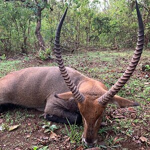 Sing Sing Waterbuck Hunt Central African Republic