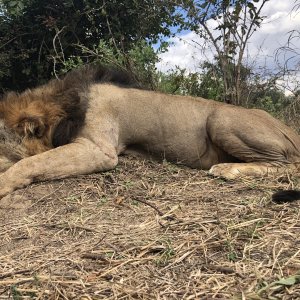 Lion Hunt Luangwa Valley Zambia
