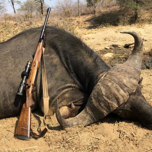 Buffalo Hunt Dande Zimbabwe