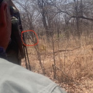 Kudu Zimbabwe