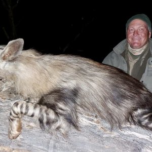 Brown Hyena Hunt Kalahari South Africa